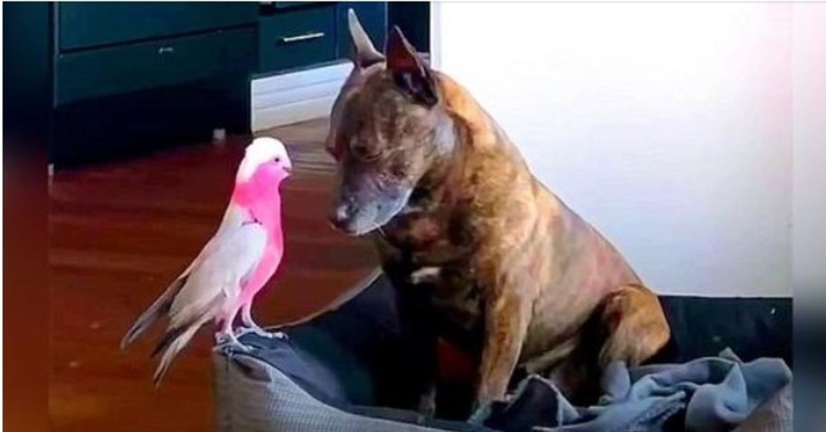 Ο καταθλιπτικός σκύλος κλαίει όλη μέρα αφού το τραυματισμένο πουλί που έσωσε θεραπεύεται και πετάει μακριά