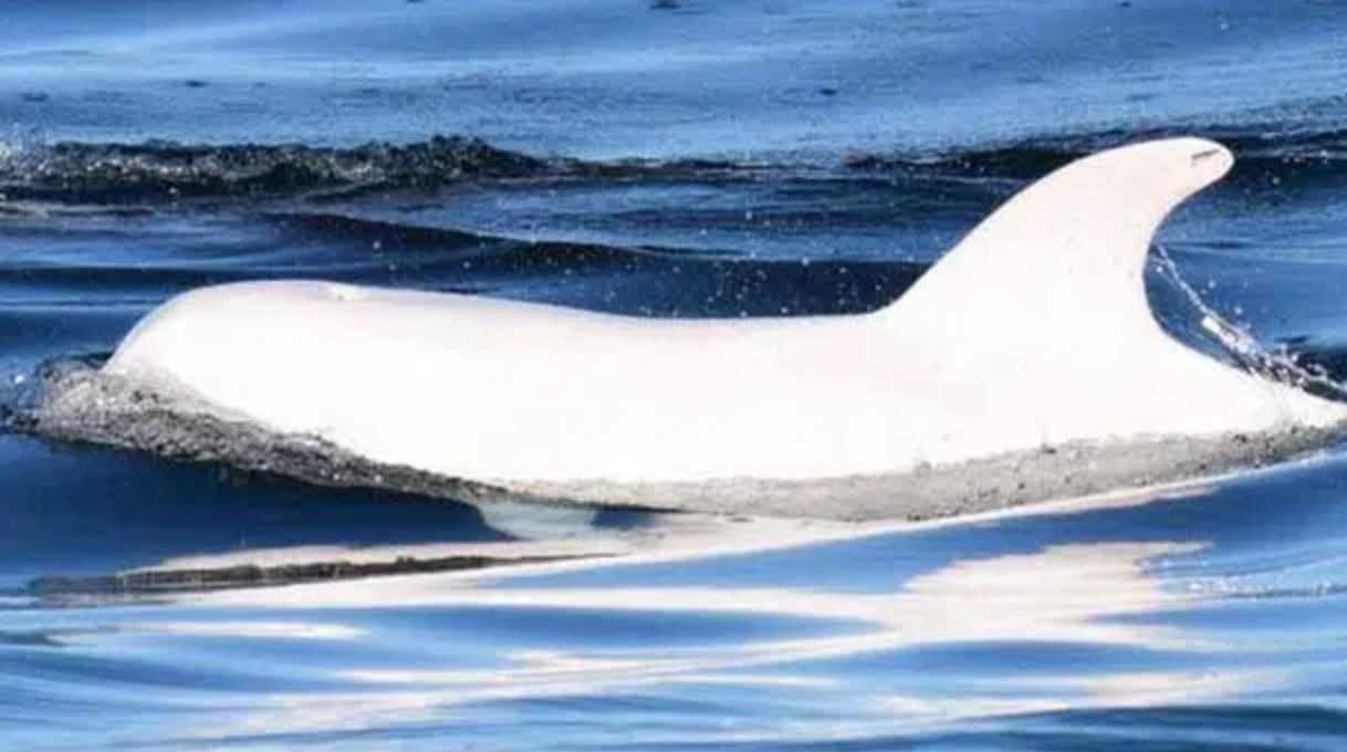 Εντοπίστηκε σπάνιο δελφίνι αλμπίνο και είναι δύσκολο να πιστέψει κανείς ότι είναι αληθινό
