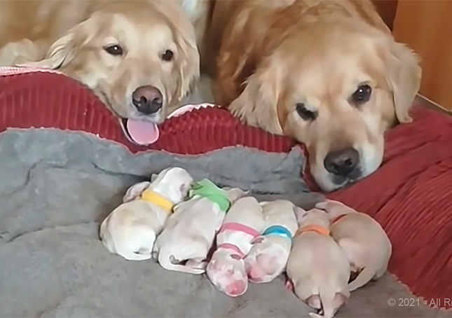 Οι γονείς του Golden Retriever προσέχουν τα νεογέννητα κουτάβια τους (Βίντεο)