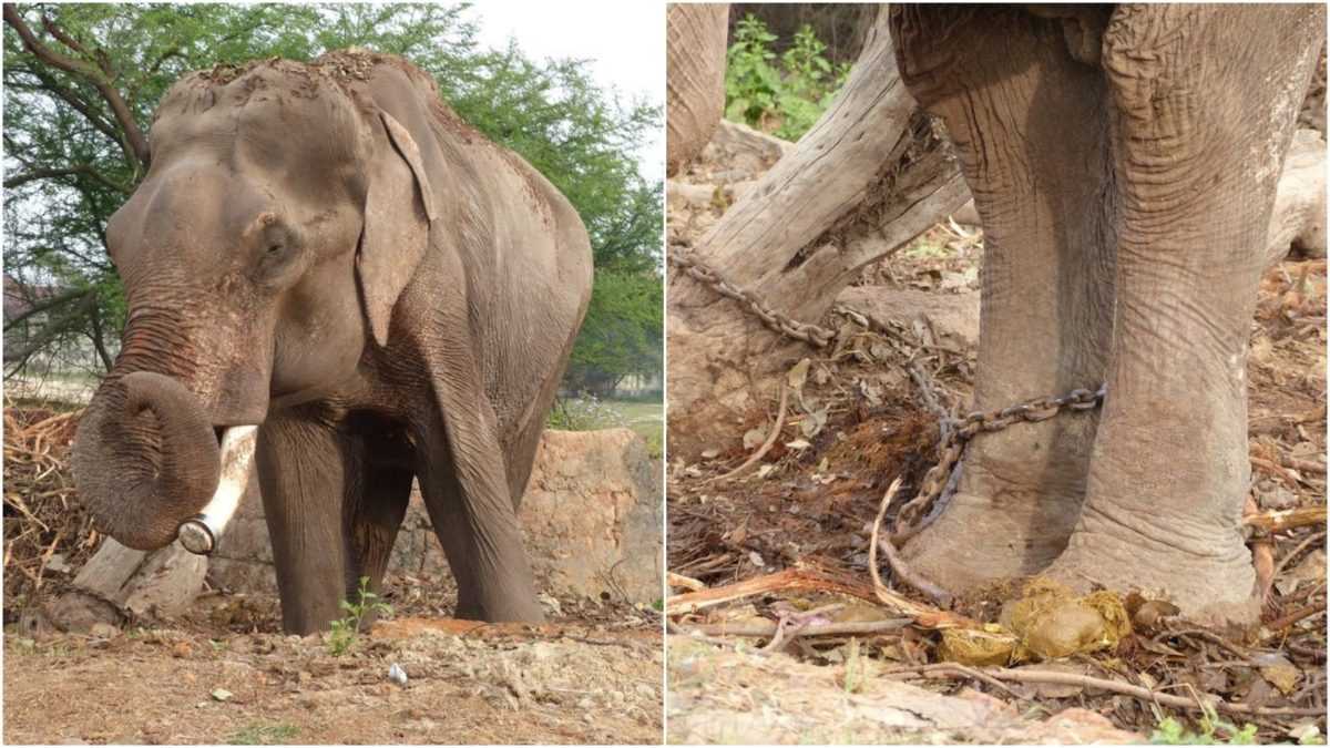 Με το παρατσούκλι ο πιο άτυχος ελέφαντας στον κόσμο, δεν ήξερε τίποτε άλλο παρά μια ζωή ταλαιπωρίας για 50 χρόνια