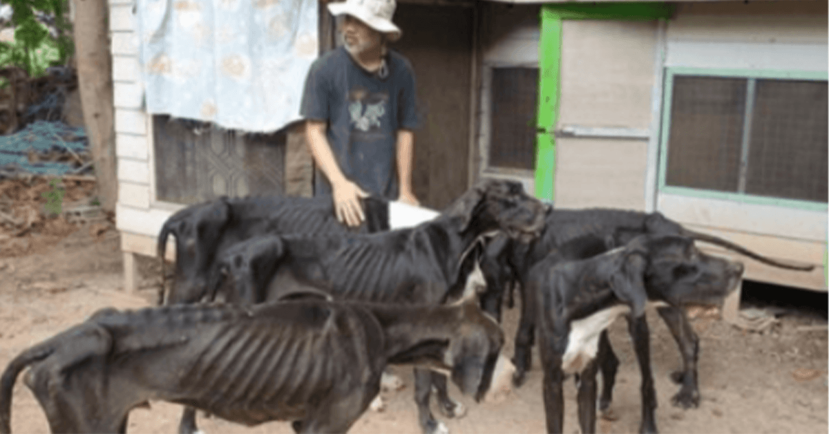 Ο βασιλιάς της Ταϊλάνδης υιοθετεί 13 πεινασμένους Μεγαλοδανούς που βρέθηκαν κοντά στο θάνατο σε φάρμα αναπαραγωγής