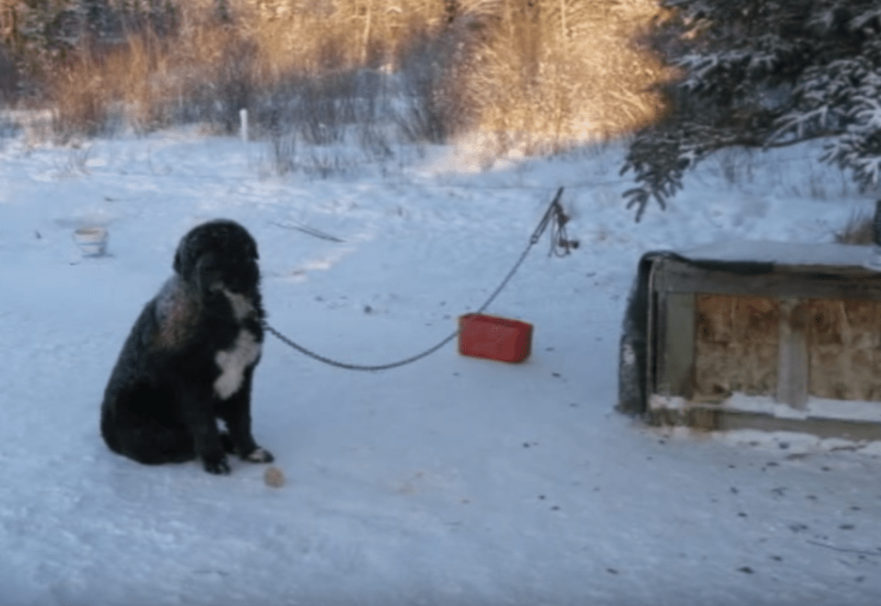 Σε παγωμένο καιρό βρέθηκε αλυσοδεμένος σκύλος να κάνει εναλλάξ Κρατώντας ένα πόδι μακριά από το κρύο έδαφος
