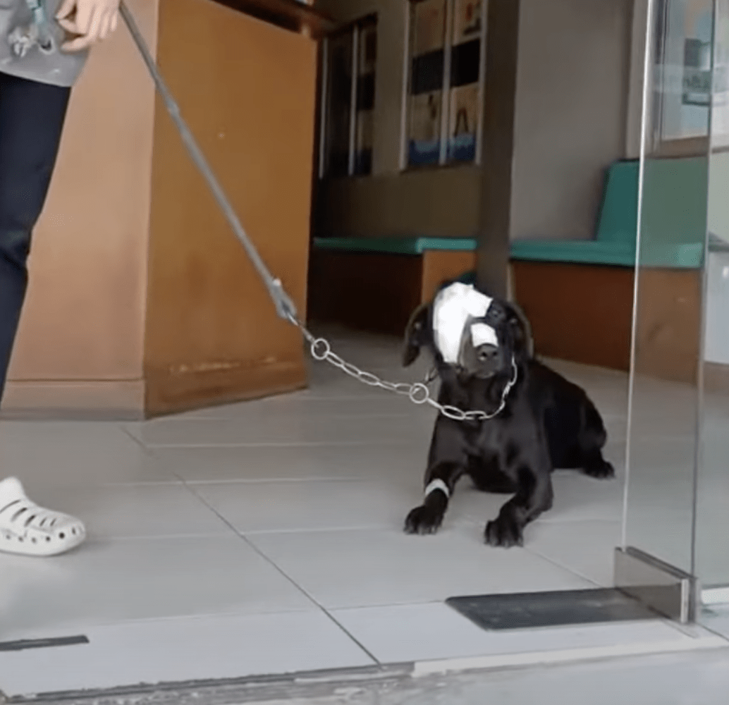 Ο σκύλος με σκληρή μεταχείριση προσπαθεί να κάνει ένα βήμα πίσω στον τρομακτικό κόσμο