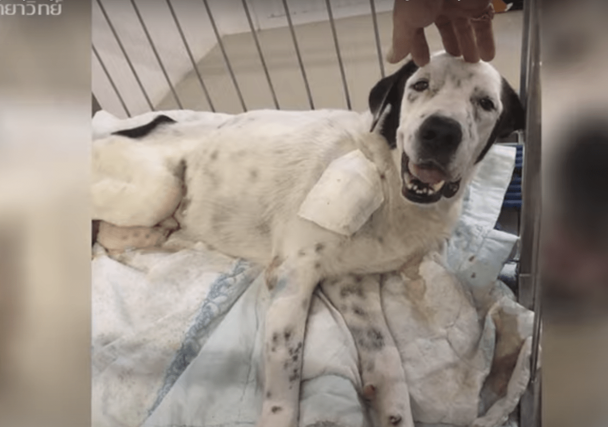 Ο σκύλος στο νεκροκρέβατο κοιτάζει το 1ο άτομο που έδωσε προσοχή και χαμογελά μέσα από τον πόνο του