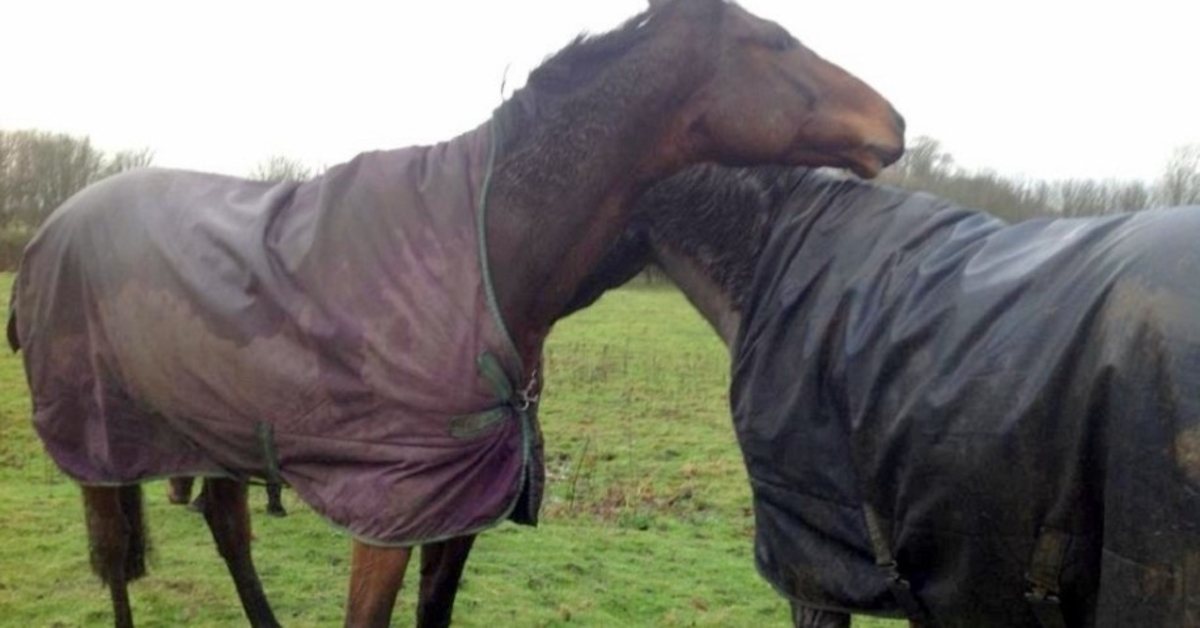 Ο Horse βλέπει τον καλύτερο φίλο του μετά από 4 χρόνια, χάνει τον έλεγχο και τρελαίνεται από τη χαρά του