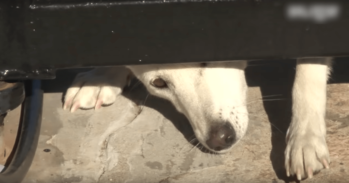 Αναγάπητος σκύλος σέρνεται κάτω από την πύλη τους ζητώντας ένα σπίτι, αλλά η γυναίκα δεν υποχωρεί
